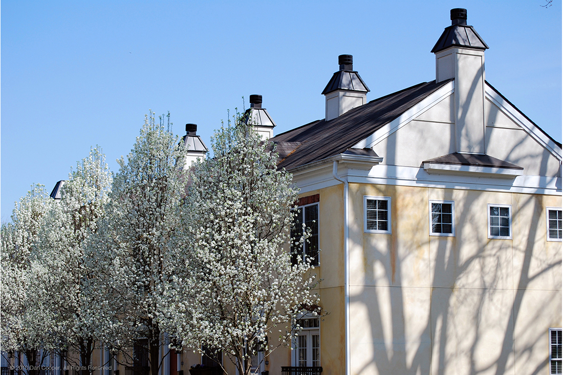 White Tree Buds, Building, and Shadows